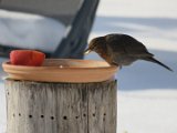 im Winter am Futterhaus - Amsel 01c